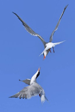 Uçuşta ortak Terns etkileşimi. Mavi gökyüzü arka planında uçmakta olan yetişkin kırlangıçlar. Bilimsel adı Sterna Hirundo. Ladoga Gölü. Rusya.