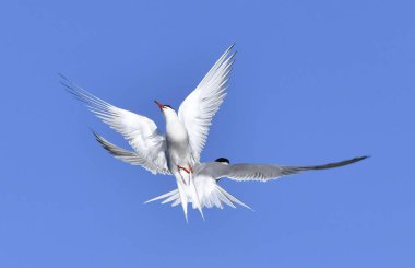 Uçuşta ortak Terns etkileşimi. Mavi gökyüzü arka planında uçmakta olan yetişkin kırlangıçlar. Bilimsel adı Sterna Hirundo. Ladoga Gölü. Rusya.