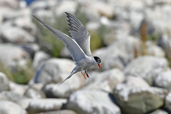 Tern Flutters Flight Landing Adult Common Tern Flight Scientific Name — Stock Fotó