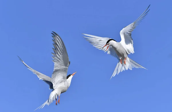 普通的燕鸥在飞行中相互作用 成年常见的燕鸥在蓝天的背景下飞行 Sterna Hirundo 拉多加湖俄罗斯 — 图库照片