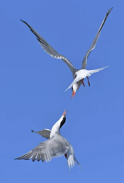 Common Terns Interagerar Flygning Vuxna Gemensamma Tärnor Flygning Den Blå — Stockfoto