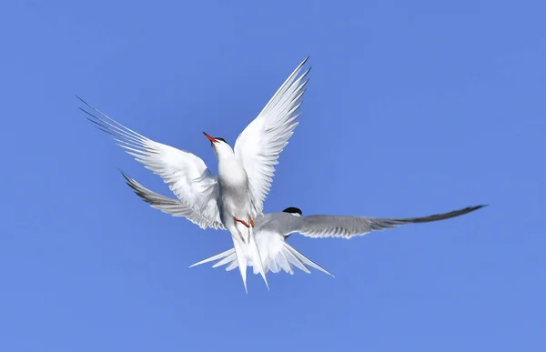 Közös Terns Kölcsönhatásban Repülés Közben Felnőtt Közös Csérek Repülnek Kék — Stock Fotó