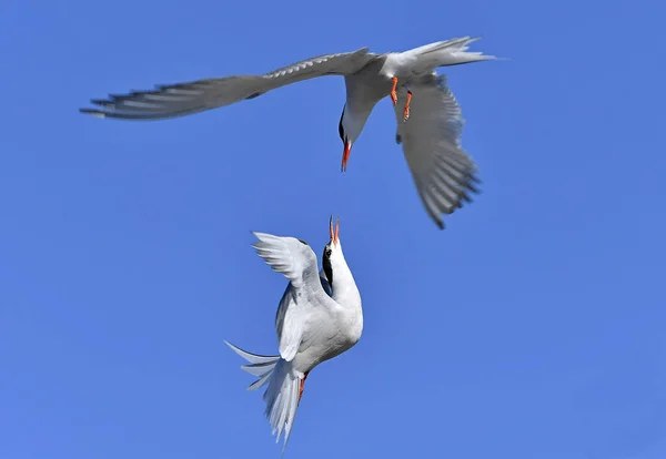 Common Terns Interacting Flight Adult Common Terns Flight Blue Sky — Stock Photo, Image