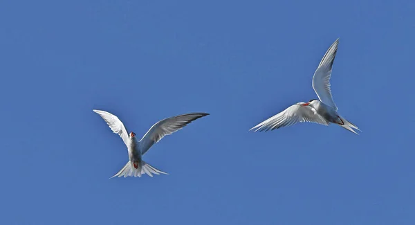 Common Terns Interagerar Flygning Vuxna Gemensamma Tärnor Flygning Den Blå — Stockfoto