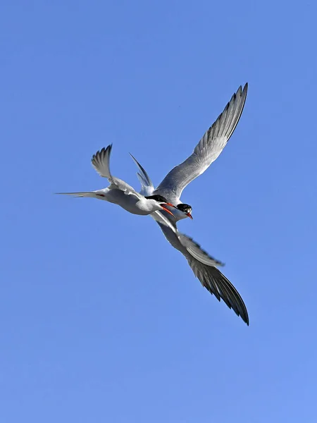Common Terns Interacting Flight Adult Common Terns Flight Blue Sky — Stock Photo, Image