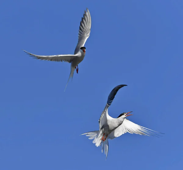 Common Terns Interagerar Flygning Vuxna Gemensamma Tärnor Flygning Den Blå — Stockfoto