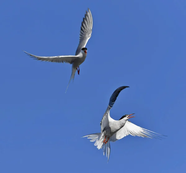 Közös Terns Kölcsönhatásban Repülés Közben Felnőtt Közös Csérek Repülnek Kék — Stock Fotó