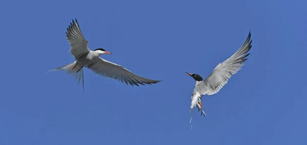 Common Terns Interagerar Flygning Vuxna Gemensamma Tärnor Flygning Den Blå — Stockfoto