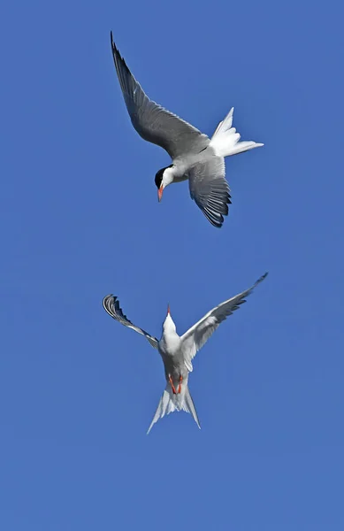 Terns Vuorovaikutuksessa Lennon Aikana Aikuisten Terät Lentävät Sinisen Taivaan Taustalla — kuvapankkivalokuva