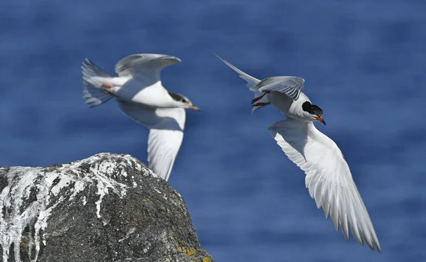 Common Terns Interagerar Flygning Vuxna Gemensamma Tärnor Flygning Blå Havet — Stockfoto