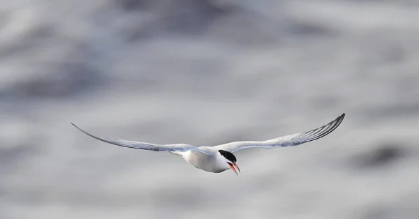 一盏灯在飞行 前卫军 波浪背景 成年普通燕鸥在飞行中 Sterna Hirundo 拉多加湖俄罗斯 — 图库照片