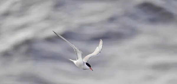 Tern Flight Front Vierw Waves Background Adult Common Tern Flight — Stock Photo, Image