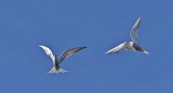 普通的燕鸥在飞行中相互作用 成年常见的燕鸥在蓝天的背景下飞行 Sterna Hirundo 拉多加湖俄罗斯 图库图片