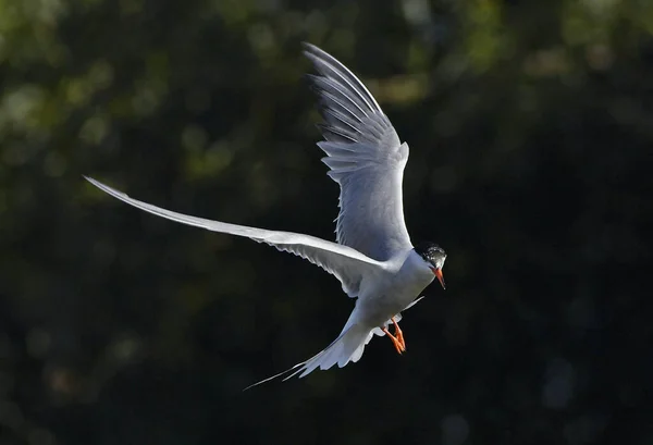 一盏灯在飞行 黑暗背景 成年普通燕鸥在飞行中 Sterna Hirundo 拉多加湖俄罗斯 图库图片