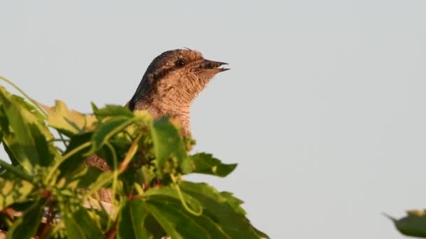 Oiseau Tient Des Fourmis Des Larves Fourmis Dans Son Bec — Video