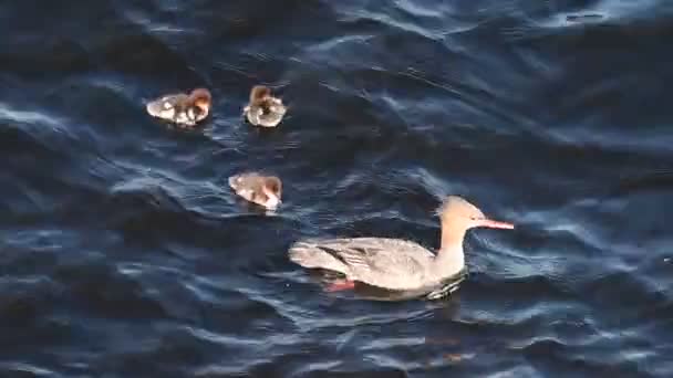 Sebuah Induk Dan Bebek Merah Breasted Merganser Berenang Danau Berayun — Stok Video