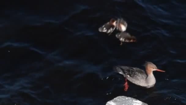 Eine Brut Und Eine Ente Des Rotbrustmergansers Schwimmen See Und — Stockvideo