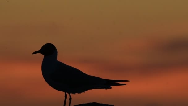 Die Silhouette Einer Möwe Auf Dem Stein Roter Sonnenuntergang Himmel — Stockvideo