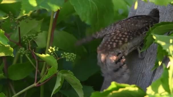 Птах Тримає Мурашок Личинок Мурашок Дзьобі Євразійський Зап Ясток Або — стокове відео