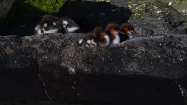 Kuřata Červenými Prsy Sedící Kameni Zrzavý Merganser Mergus Serrator Přírodní — Stock video