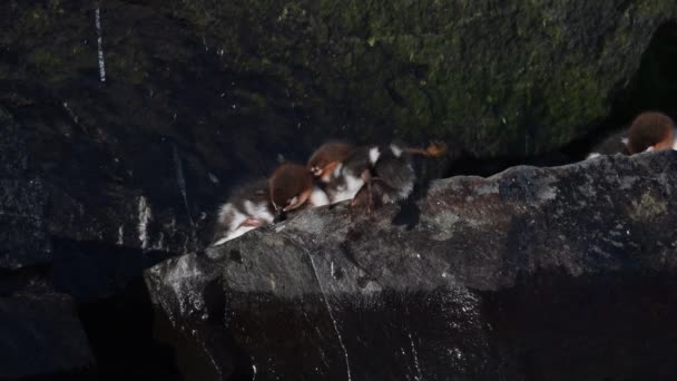 石の上に座っている赤い息をのむようなメルガンの雛 赤い胸肉のメルギー メルギー サーベーター 自然生息地 野生の状態 ラドーガ湖 ロシア — ストック動画