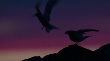 Alacakaranlıktaki taşın üzerindeki bir deniz fenerinin silueti. Kırmızı günbatımı gökyüzü arka planı. The Common Tern. Bilimsel adı Sterna Hirundo. Ladoga Gölü. - Rusya. Yavaş çekim.