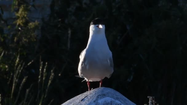 Tern Sits Stone Adult Common Terns Dark Background Scientific Name — Stock Video