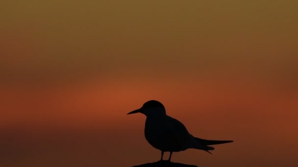 夕暮れ時の石の上にある鉄のシルエット 赤い夕日の空の背景 共通項 Stera Hirundo ラドーガ湖 ロシアだ スローモーション — ストック動画