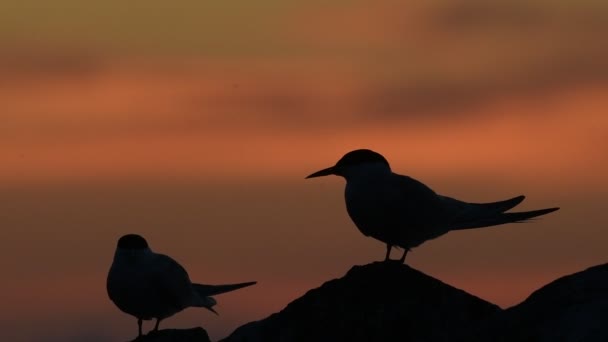 Silhouette Una Sterna Sulla Pietra Crepuscolo Sfondo Rosso Tramonto Cielo — Video Stock