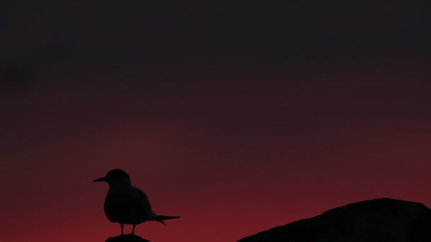 Silhouette Tern Stone Twilight Red Sunset Sky Background Common Tern — Stock Video