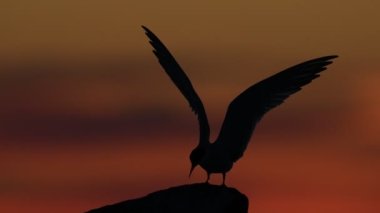 Alacakaranlıktaki taşın üzerindeki bir deniz fenerinin silueti. Kırmızı günbatımı gökyüzü arka planı. The Common Tern. Bilimsel adı Sterna Hirundo. Ladoga Gölü. - Rusya. Yavaş çekim.
