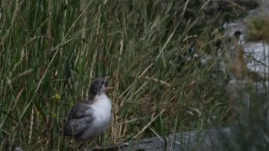 Yaygın Tern (Sterna hirundo), Sternidae familyasından bir kuş türü. Doğal yaşam alanı. - Rusya. Ladoga Gölü.