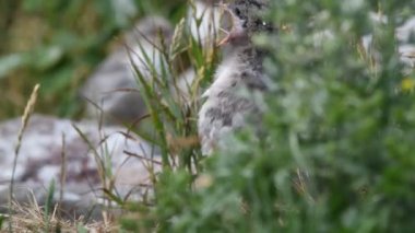 Yaygın Tern (Sterna hirundo), Sternidae familyasından bir kuş türü. Doğal yaşam alanı. - Rusya. Ladoga Gölü.