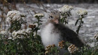 Yaygın Tern (Sterna hirundo), Sternidae familyasından bir kuş türü. Doğal yaşam alanı. - Rusya. Ladoga Gölü. Yavaş çekim
