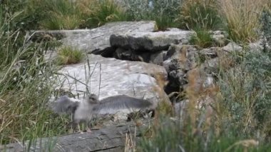 Yavru kırlangıçlar uçmayı öğrenir. Yaygın Tern (Sterna hirundo), Sternidae familyasından bir kuş türü. Doğal yaşam alanı. - Rusya. Ladoga Gölü. Yavaş çekim.