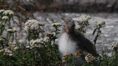Yaygın Tern (Sterna hirundo), Sternidae familyasından bir kuş türü. Doğal yaşam alanı. - Rusya. Ladoga Gölü. Yavaş çekim