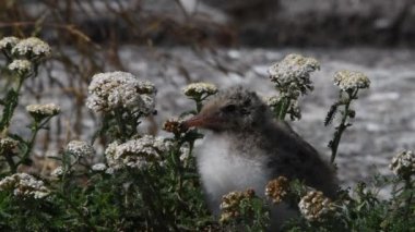 Yaygın Tern (Sterna hirundo), Sternidae familyasından bir kuş türü. Doğal yaşam alanı. - Rusya. Ladoga Gölü. Yavaş çekim