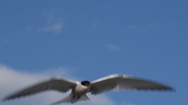Deniz feneri havada süzüldü, kanatlarını çırptı. Ağır çekim. Mavi gökyüzü arka planında yetişkin kırlangıçlar. Bilimsel adı Sterna Hirundo. Ladoga Gölü. Rusya.