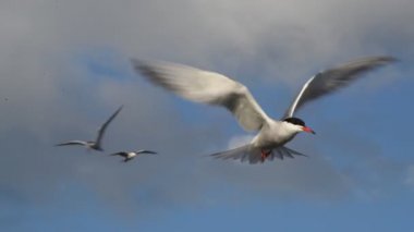 Deniz feneri havada süzüldü, kanatlarını çırptı. Mavi gökyüzü arka planında yetişkin kırlangıçlar. Bilimsel adı Sterna Hirundo. Ladoga Gölü. Rusya.