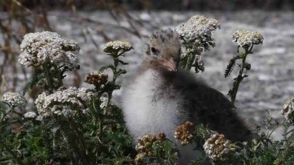 Baby Bird Common Tern Common Tern Sterna Hirundo Seabird Tern — Stock Video