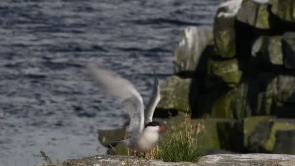 Die Seeschwalbe Hebt Zeitlupe Steinige Küste Wissenschaftlicher Name Sterna Hirundo — Stockvideo