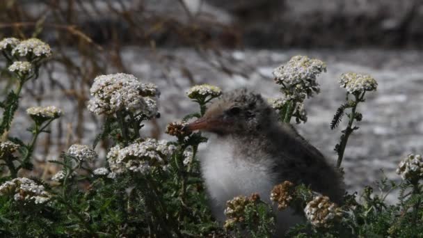 常见的燕鸥 Sterna Hirundo 是燕鸥科的海鸟 自然栖息地俄罗斯 拉多加湖慢动作 — 图库视频影像