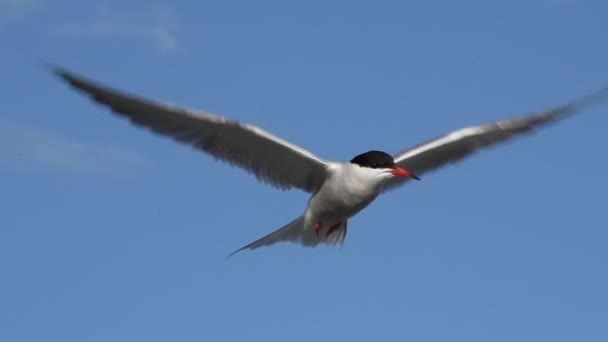 Tern Hovered Air Fluttering Its Wings Slow Motion Adult Common — Stock Video