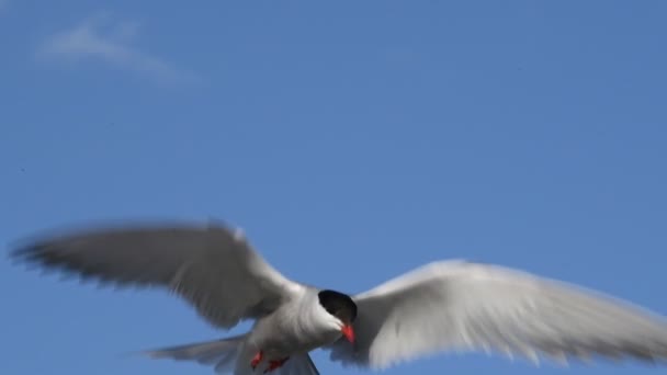 Stern Zweefde Lucht Fladderde Met Zijn Vleugels Langzame Beweging Volwassen — Stockvideo