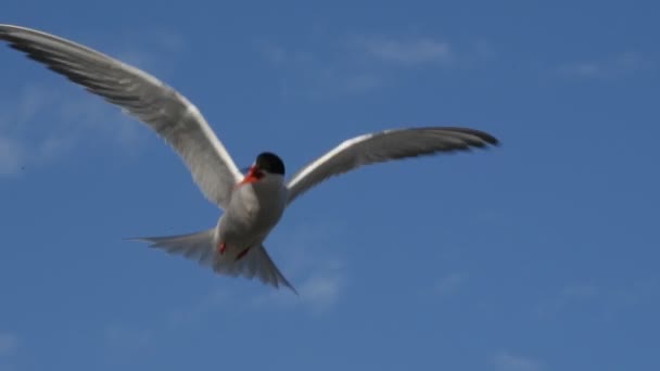 Die Seeschwalbe Schwebte Der Luft Und Flatterte Mit Ihren Flügeln — Stockvideo