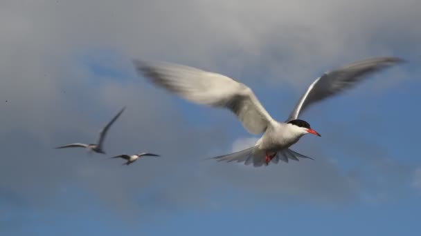 Tern Hovered Air Fluttering Its Wings Adult Common Terns Blue — Stock Video