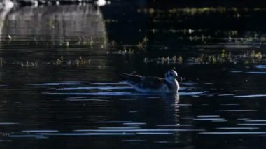 Bir martı yavrusu suda yüzerek güveleri yakalar. Siyah başlı Gull Chroicocephalus ridibundus. Sudaki organizmalar ve böceklerle beslenir. Doğal yaşam alanı. - Rusya. Ladoga Gölü. Yavaş çekim.