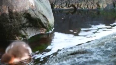 Kırmızı göğüslü merganser yavrusu güveleri suda yüzerek yakalar. Kırmızı göğüslü merganser (Mergus serrator). Sudaki organizmalar ve böceklerle beslenir. Doğal yaşam alanı. Rusya.
