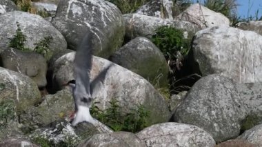 Kayalık sahilde bir deniz kırlangıcı. Bilimsel adı Sterna Hirundo. Ladoga Gölü. Rusya.