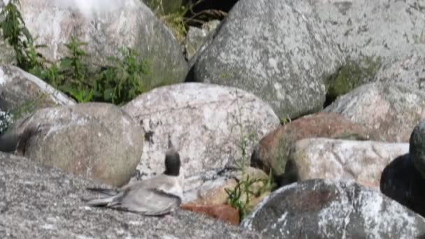 Tern Uma Costa Rochosa Nome Científico Sterna Hirundo Lago Ladoga — Vídeo de Stock